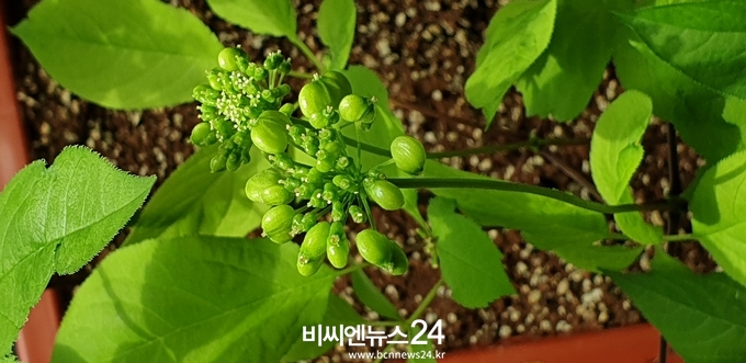 봉황 천종삼.